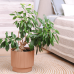 Flowerpot "Oslo" with insert d30cm (caramel WOOD)