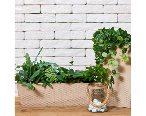 Flowerpot "Rattan" balcony with insert 50x18cm (creamy)