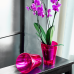 Flowerpot "Nika" for orchids 13x15,5cm (ruby transparent)